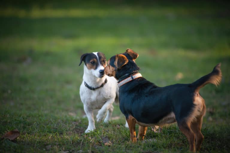 Hundebegegnung Erfahrungen