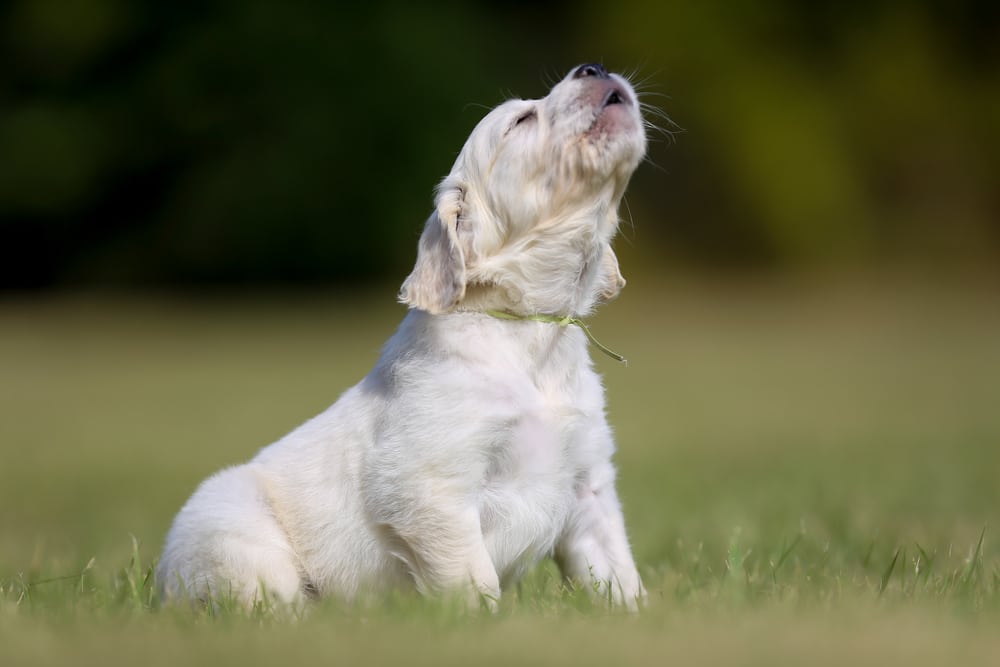 Hund Bellen Abgewöhnen Garten Hund Bellen Abgewohnen