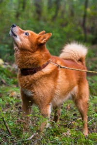 Hundeerziehung Bellen Warum bellt dein Hund?