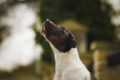 Hundeerziehung Bellen Warum bellt dein Hund?