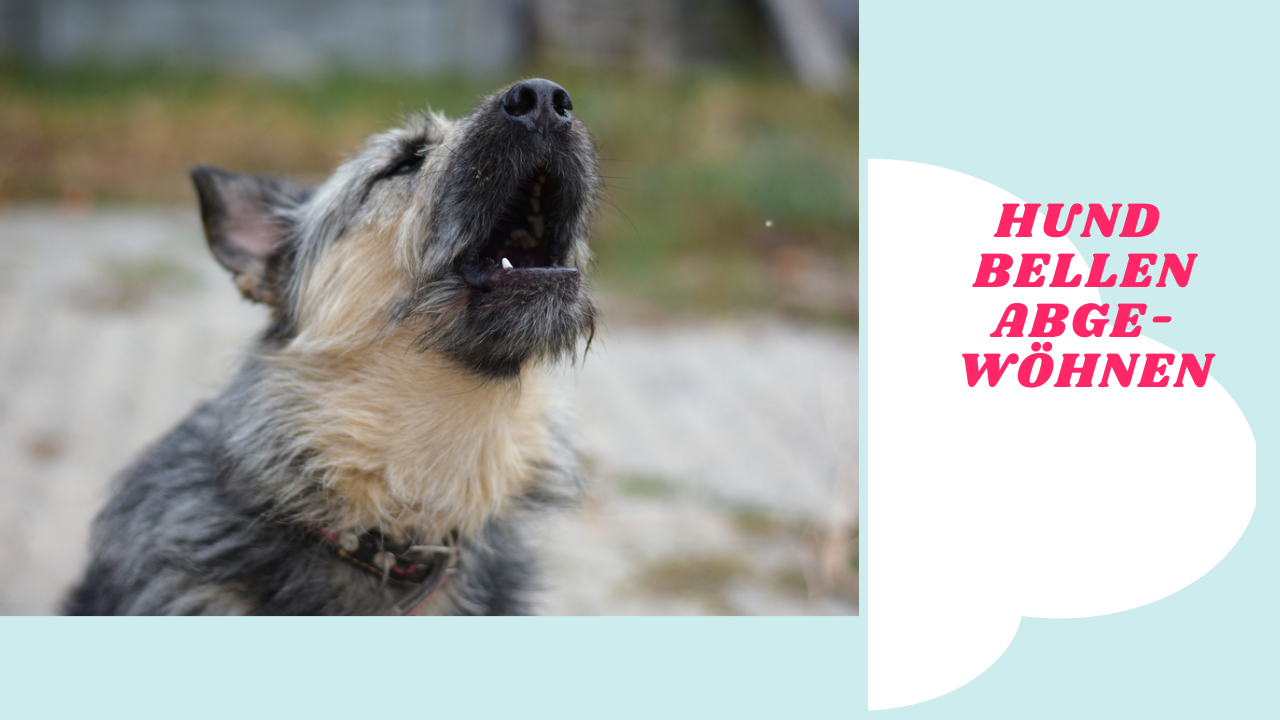 Hund bellen abgewöhnen. Hund bellt ständig, was kann man tun? Tipps & Tricks zur Hundeerziehung